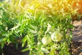 Bush young green tomato growing on branches. farming, agriculture, vegetables, eco-friendly agricultural products, agroindustry, c