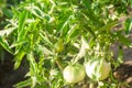 Bush young green tomato growing on branches. farming, agriculture, vegetables, eco-friendly agricultural products, agroindustry, c