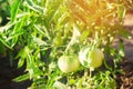 Bush young green tomato growing on branches. farming, agriculture, vegetables, eco-friendly agricultural products, agroindustry, c