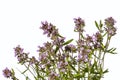 Bush of young juicy fresh Breckland wild thyme with lilac flowers and green leaves isolated on a white background. Growing stems Royalty Free Stock Photo