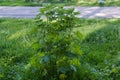 Bush of young motherwort on meadow in spring sunny morning