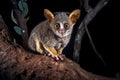 Bushbaby or galago at night in a tree. Amazing wildlife. Generative Ai