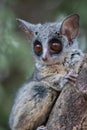 Bushbaby posing on a branch