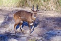 Bushbuck Royalty Free Stock Photo