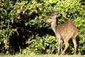 Bushbuck Royalty Free Stock Photo