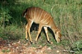 Bushbuck Royalty Free Stock Photo