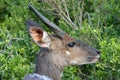 Bushbuck Antelope