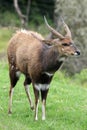 Bushbuck Antelope