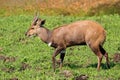 Bushbuck antelope