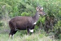 Bushbuck Antelope