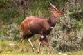 Bushbuck antelope. The beauty in the wild. Kenya, Aberdare.