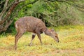 A bushbuck antelope in natural habitat, Addo Elephant National Park, South Africa