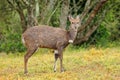 Bushbuck antelope in natural habitat