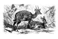 Bushbuck antelope Tragelaphus scriptus/ Antique engraved illustration from Brockhaus Konversations-Lexikon 1908 Royalty Free Stock Photo