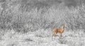 Bushbuck in Botswana