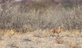 Bushbuck in Botswana