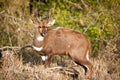 Bushbuck in the bush