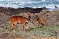 Bushbuck and calve Royalty Free Stock Photo