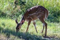 Bushbuck or Cape Bushbuck female in Moremi Game Reserve in Botswana