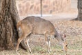 Bushbuck ewe, Tragelaphus scriptus, grazing