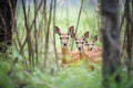 bushbuck family nestled in a forest copse