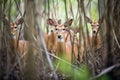 bushbuck herd moving through dense thicket