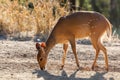 Bushbuck Royalty Free Stock Photo