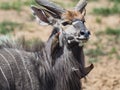 Bushbuck male with Oxpecker birds Royalty Free Stock Photo