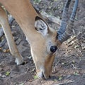 Bushbuck with reflection from the eye