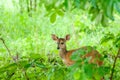 Bushbuck in Thicked Royalty Free Stock Photo