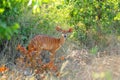 Bushbuck (Tragelaphus scriptus)