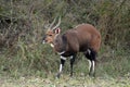 Bushbuck (Tragelaphus scriptus)