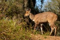 Bushbuck (Tragelaphus scriptus) Royalty Free Stock Photo