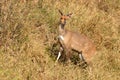 Bushbuck (Tragelaphus scriptus) Royalty Free Stock Photo