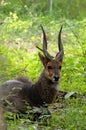 Bushbuck (Tragelaphus Scriptus) Royalty Free Stock Photo