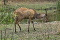 Bushbuck (Tragelaphus scriptus) Royalty Free Stock Photo