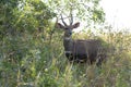 Bushbuck - Tragelaphus scriptus