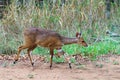 Bushbuck (Tragelaphus scriptus