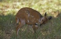 BUSHBUCK tragelaphus scriptus, YOUNG FEMALE IN KRUGER PARK, SOUTH AFRICA Royalty Free Stock Photo