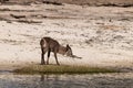 Bushbuck at the wetlands at the chobe river Botswana in africa