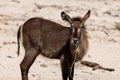 Bushbuck at the wetlands at chobe river in Botswana in africa