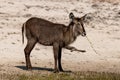 Bushbuck at the wetlands at the chobe river in Botswana in africa