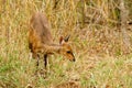 Bushbuck (Tragelaphus scriptus) baby foraging in grass, taken in South Africa