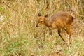 Bushbuck (Tragelaphus scriptus) baby foraging in grass, taken in South Africa