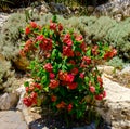 Bushe with red flowers in a park