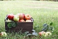 Bushel of Apples At Orchard