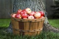 Bushel of apples under tree