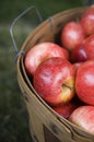 Bushel of apples Royalty Free Stock Photo