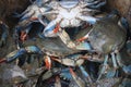 Live Female blue crabs bushel