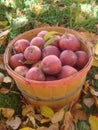 Bushel Basket Full of Red Apples Royalty Free Stock Photo